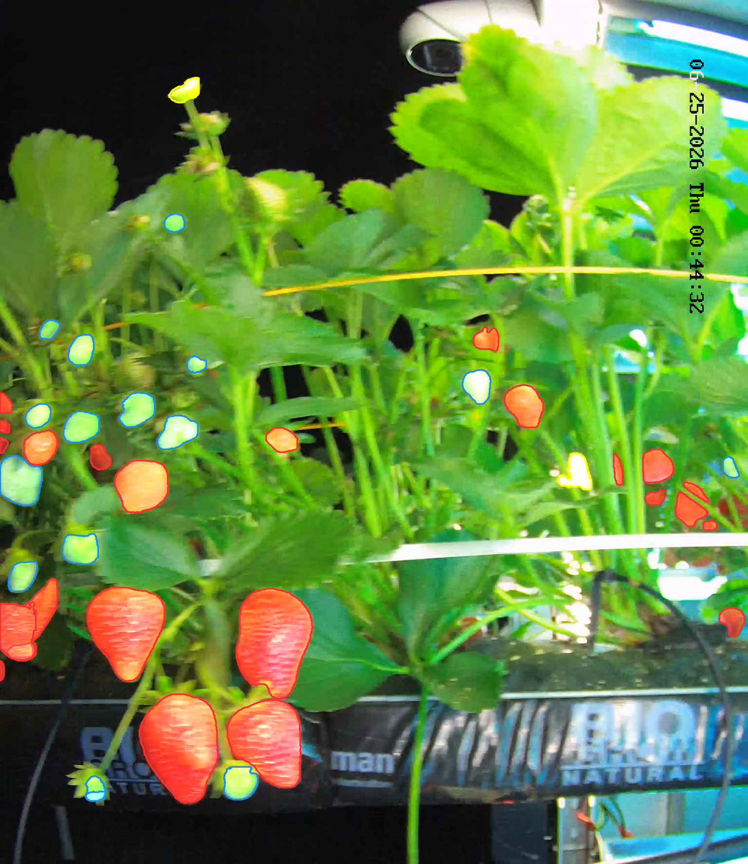FruitWatch strawberry detections grouped by ripeness